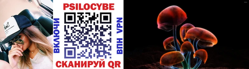 Псилоцибиновые грибы Psilocybe  Сураж 